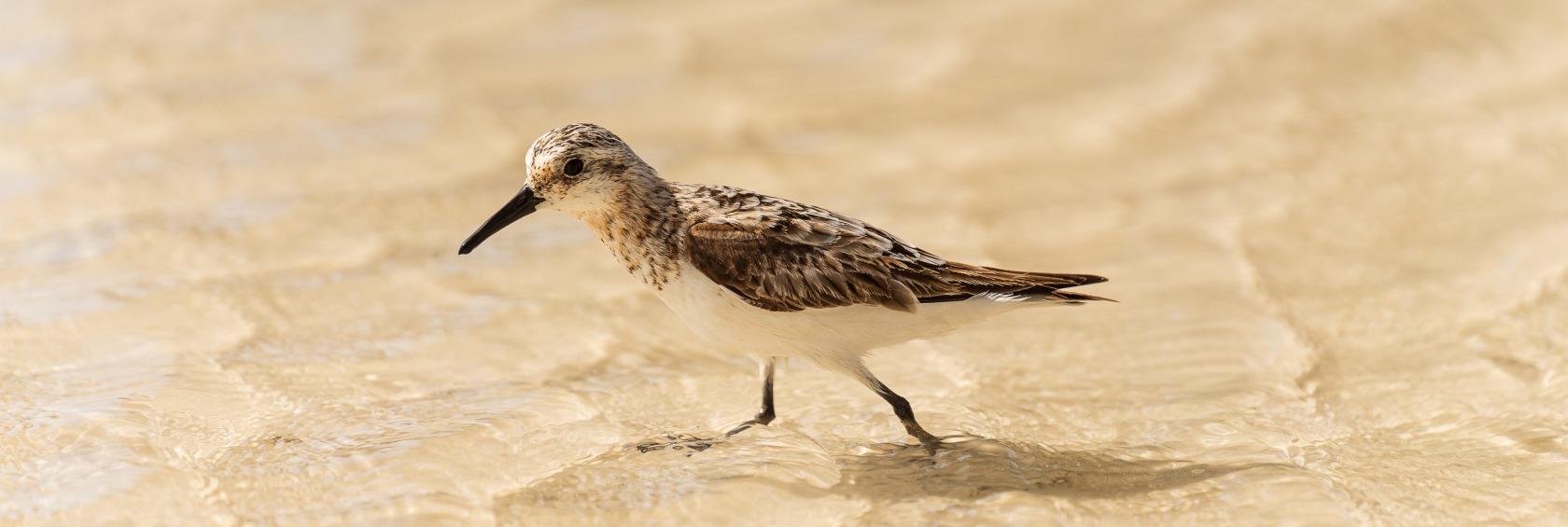 sandpiper walking on sand